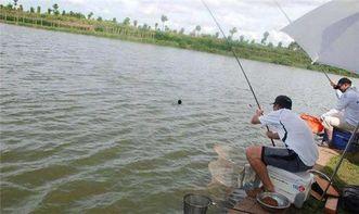 钓鱼人的吃瓜事件,揭秘网络舆论的狂欢与反思