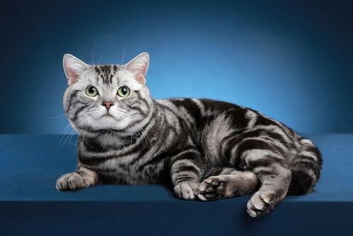 今日头条最强的猫咪,萌态可掬的网红宠儿